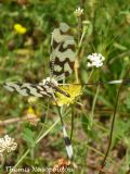 Nemoptera sinuata